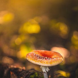 Mooie rood met witte paddenstoel (vliegenzwam) van Hilco Hoogendam