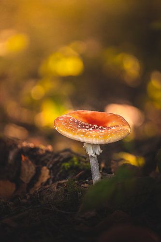 Beautiful red and white mushroom (fly agaric)