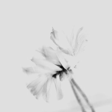 Flower in motion with soft shades of grey by Imaginative