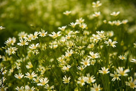 Ein Meer aus Blumen von Arno Wolsink