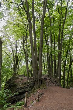 chemin de randonnée dans la forêt de teutoburg avec de grands arbres