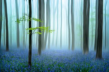 the blue forest ........, Piet Haaksma by 1x