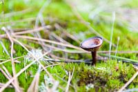 Mushroom brown