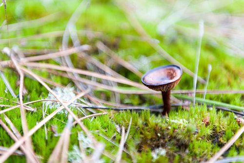 Paddestoel bruin