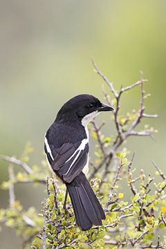 Fiskalwürger (Lanius collaris)