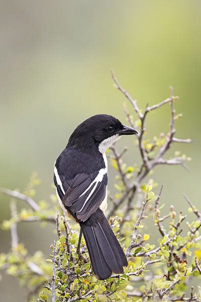 Fiskalwürger (Lanius collaris) von Dirk Rüter