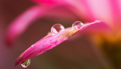 Blumen mit Regentropfen