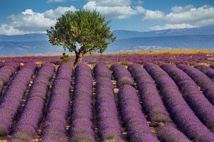 Lavendelfeld in der Provence von Uwe Merkel