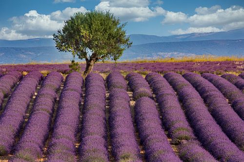 Champ de lavande en Provence