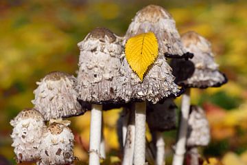 Pilze im Herbst von Ulrike Leone