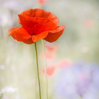 Fragile yet strong; poppy