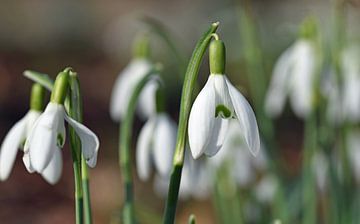 background of snowdrops in bloom by Robin Verhoef