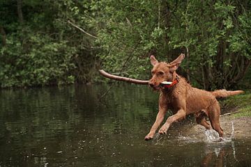 Jeux d'eau au bord d'un lac avec un chien brun Magyar Vizsla Drahthaar .