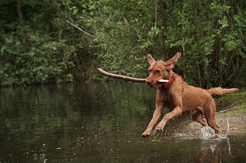 Waterspelletjes aan het meer met een bruine Magyar Vizsla ruwharige hond .