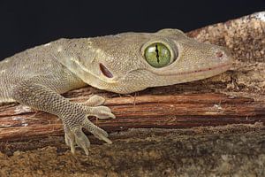 Gecko aux yeux verts de Smith (Gekko smithii)