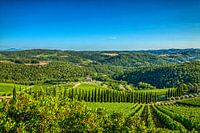Les vertes collines toscanes en été