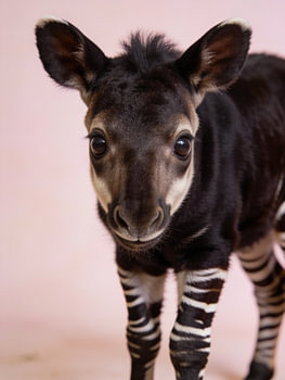 A portrait of a curious baby okapi – animal poster