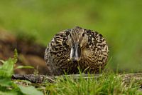 Mrs. Duck . I'll see you around.