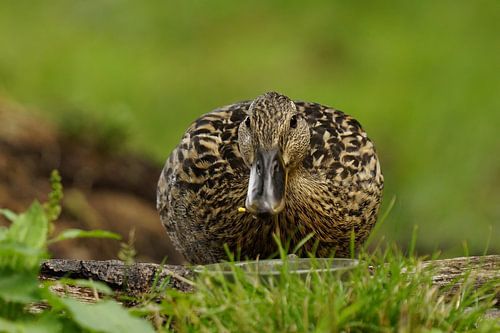 Mrs. Duck . I'll see you around.