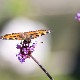 Papillons sur Anneke Kroonenberg