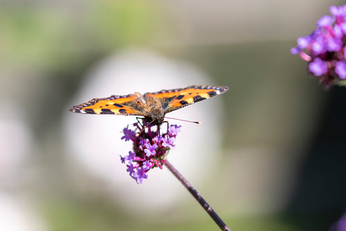 Schmetterlinge