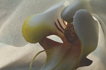 Abstract Vlinder Orchidee 1 van Christophe Fruyt