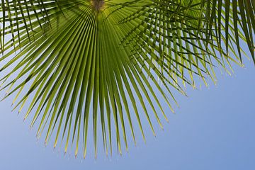 Grünes Palmblatt und blauer Himmel, Sommersaison