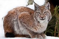 Lynx zit van dichtbij in de sneeuw, een mooie wilde kat. van Michael Semenov thumbnail