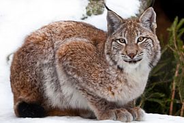 Lynx sits close-up in the snow, a beautiful wild cat.
