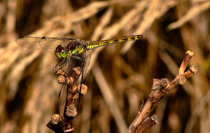 _DSC9034 von Bart Verdijk