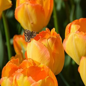 Keukenhof-Moment: Schmetterling auf einer Tulpe von Ingrid de Vos - Boom