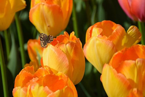 De Vlinder en de tulp