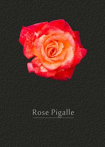 Rose Pigalle