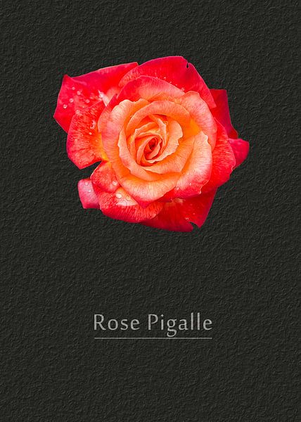 Rose Pigalle by Leopold Brix