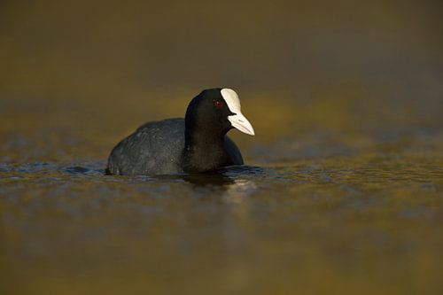 goldenes Licht... Blaessralle *Fulica atra*