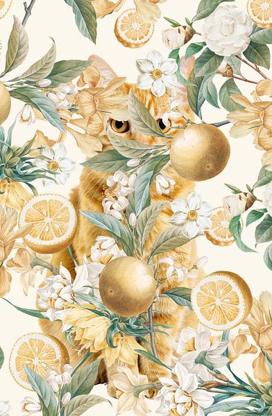 Where Orange Cats Hide by Marja van den Hurk