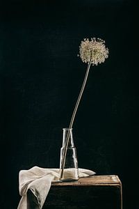 Stilleven gedroogde Allium