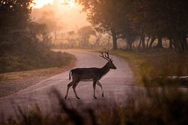 Deer in the morning light
