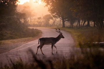 Cerf dans la lumière du matin sur Marlou Beimers