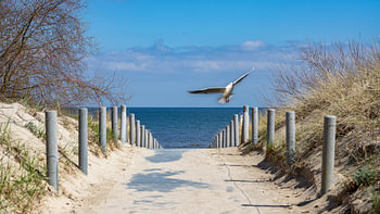 Strandweg an der Ostsee auf Usedom mit Möwe