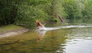 Wasserspiele am See mit einem braunen Magyar Vizsla Drahthaar.