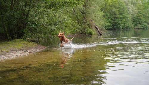 Waterspelletjes aan het meer met een bruine Magyar Vizsla draadhaar.