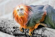 Tamarin aap op een tak van Eric de Kuijper thumbnail