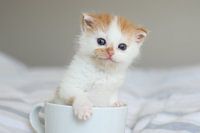 Kitten in mug