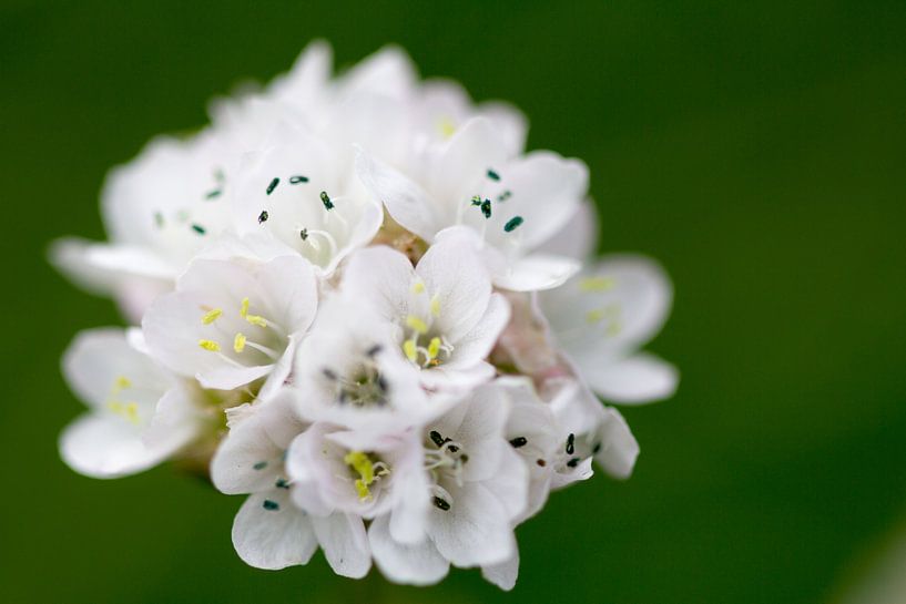 White flowers by Niels Eric Fotografie