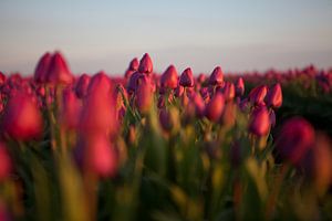 Tulpenfeld