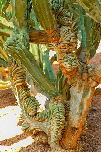 Marrakech Groene oude cactus in Majorelletuin
