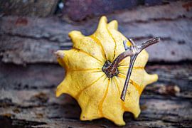 gele sierkalabas met steel op donkere boombast van Margriet Hulsker