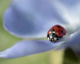 Ladybird in flower by Roy Kreeftenberg