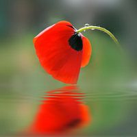 Spring reflection
